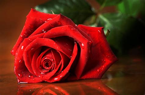 Love Rose Image Hd