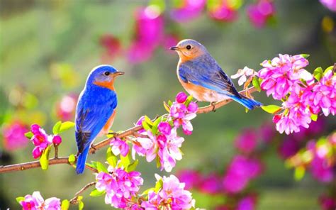 Lovely Spring Birds Wallpapers   Free Spring Bird Wallpaper Photos Pexels - Lovely Spring Birds Wallpapers