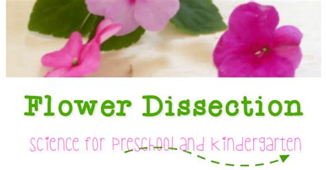 Low Prep Flower Dissection Lesson Plan For Kids Parts Of A Flower Lesson Plan - Parts Of A Flower Lesson Plan