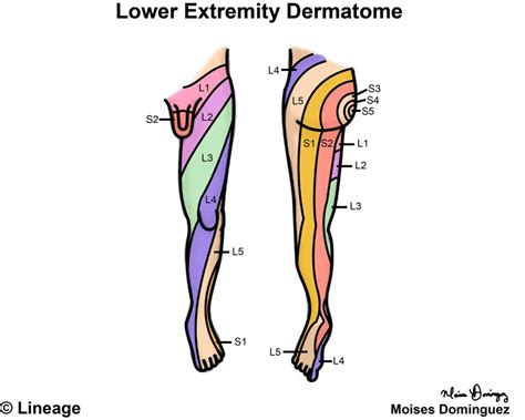 Lower Extremity Dermatomes