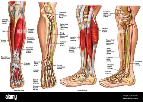 Lower Leg Anatomy