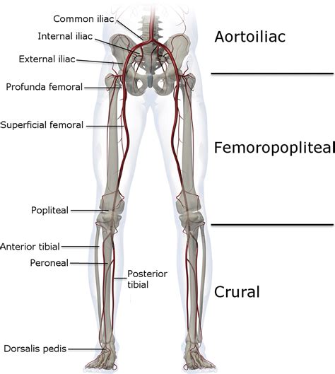 Lower Limb Vascular Anatomy