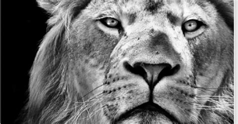 loyaliteitscode betekenis