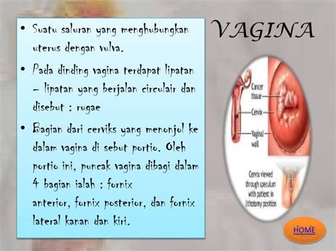 lubang vagina