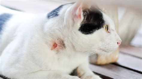 luka basah pada kucing
