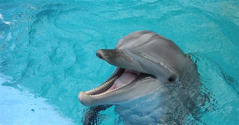 lumba lumba dapat mendengar bunyi