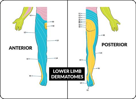 Lumbar Dermatome Chart