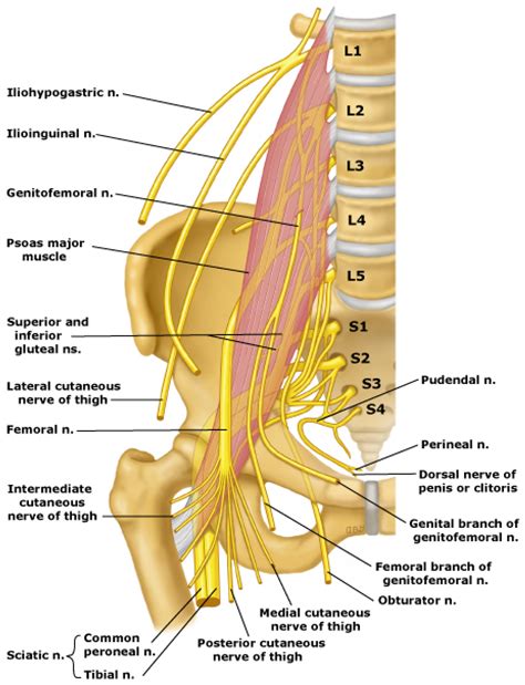 Lumbar Plexus Nerve