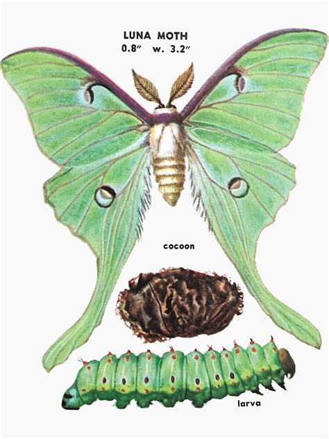 Luna Moth Life Cycle And Biology Explained Butterflyhobbyist Life Cycle Of A Moth - Life Cycle Of A Moth
