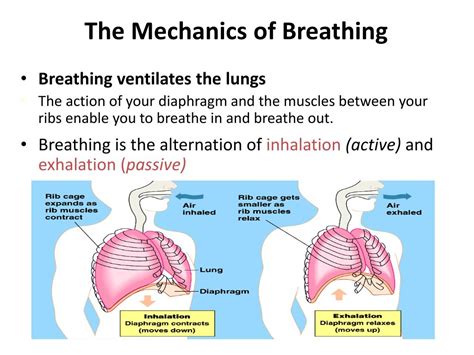 lung active
