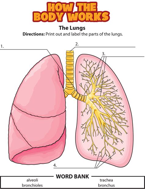 Lung Diagram Labelling Activity Primary Resources Twinkl Lung Worksheet 2nd Grade - Lung Worksheet 2nd Grade