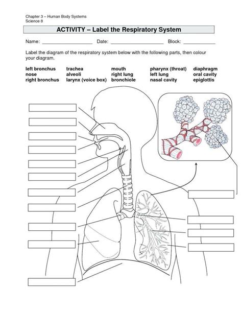 Lungs 2nd Grade Teaching Resources Teachers Pay Teachers Lung Worksheet 2nd Grade - Lung Worksheet 2nd Grade
