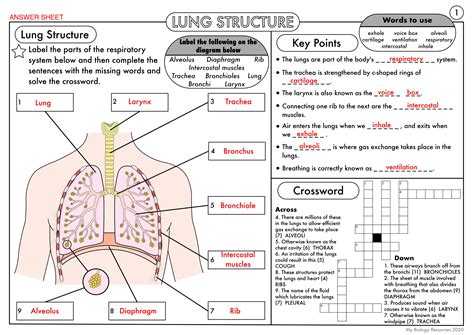Lungs Lesson With Worksheet Teaching Resources Lungs Of The Planet Worksheet - Lungs Of The Planet Worksheet
