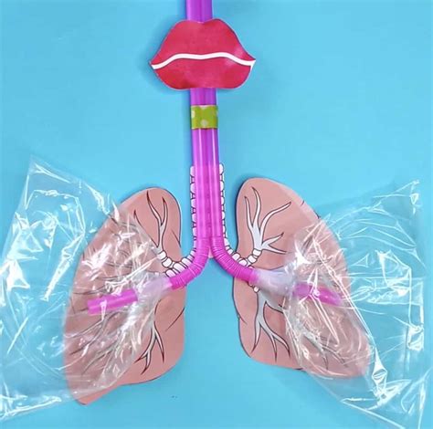 Lungs Model For Kids 123 Homeschool 4 Me Lung Worksheet 2nd Grade - Lung Worksheet 2nd Grade