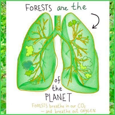 Lungs Of The Planet Teacher Notes And Answers Lungs Of The Planet Worksheet - Lungs Of The Planet Worksheet