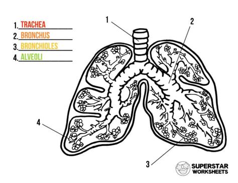Lungs Of The Planet Worksheets Teacher Worksheets Lungs Of The Planet Worksheet - Lungs Of The Planet Worksheet