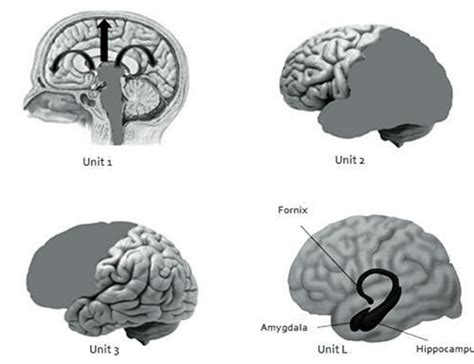 Read Luria S Model Of The Functional Units Of The Brain And The 
