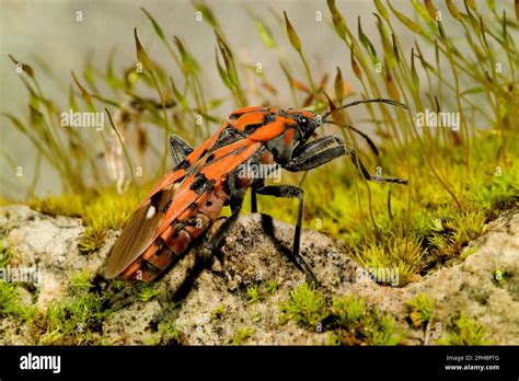 lygaeus equestris nedir