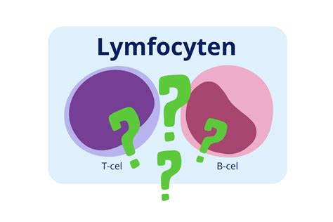 lymfocyten definitie