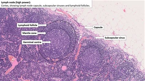Lymph Node Histology