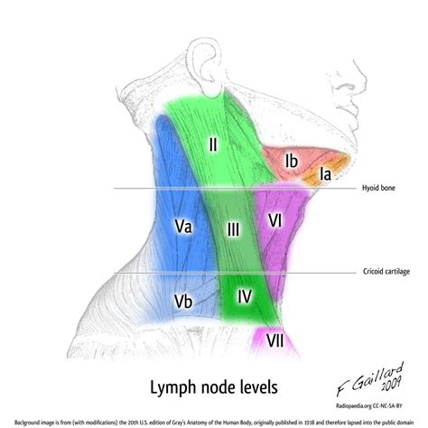 Lymph Node Levels Of The Neck