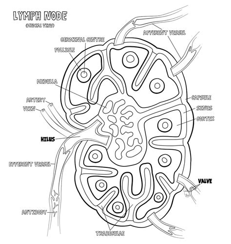 Lymphatic System Coloring Page Free Printable Coloring Page Lymphatic System Coloring Page - Lymphatic System Coloring Page