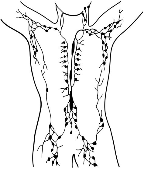 Lymphatic System Coloring Page   Human Lymphatic System Coloring Page Esle Io - Lymphatic System Coloring Page