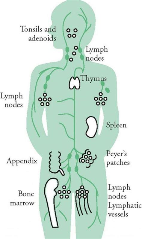 Lymphatic System Diagram For Kids