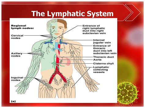 Lymphatic System Ppt