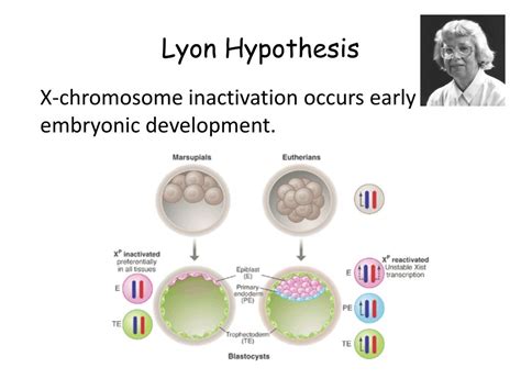 Lyon Hypothesis