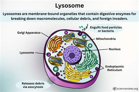 Lysosome Function Biology