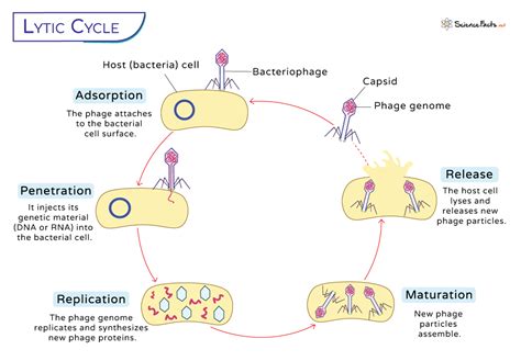Lytic Cycle Answers