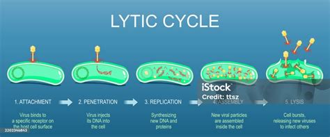 Lytic Cycle Comic Strip