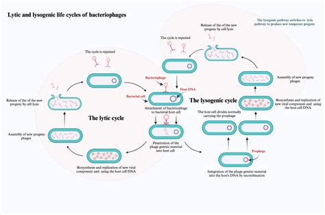 Lytic Cycle Vs Lysogenic Cycle