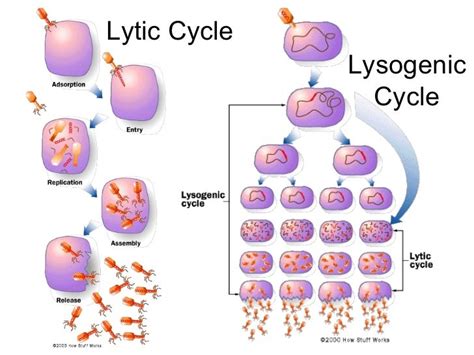 Lytic Vs Lysogenic