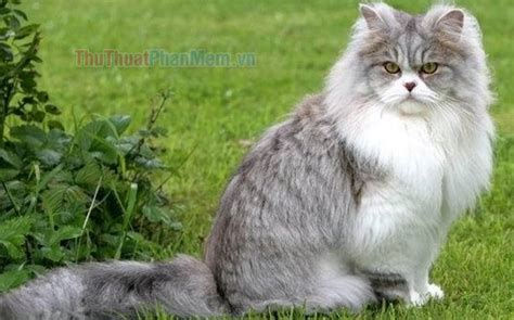 mèo cảnh | Xem Hng Trm B Mo Cnh p