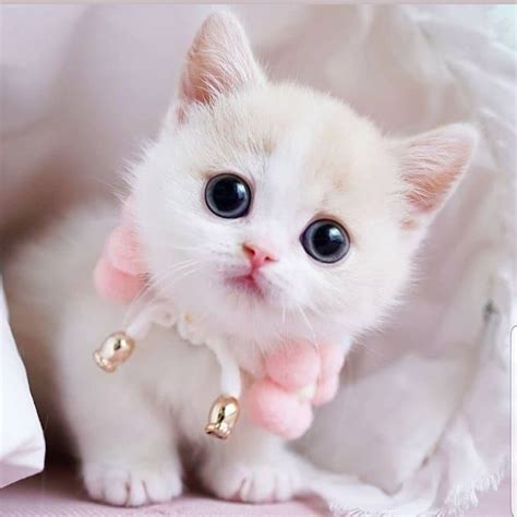 mèo con | S Pht Trin Ca Mo Con Qua