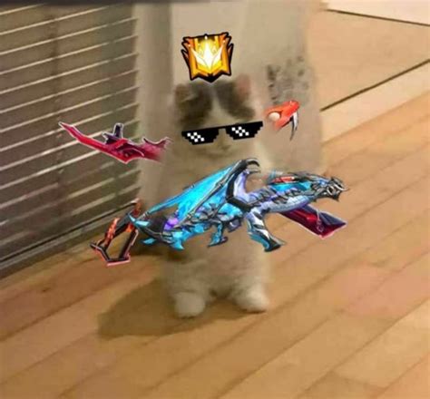 mèo ff | 10 K T c Bit Mo FF