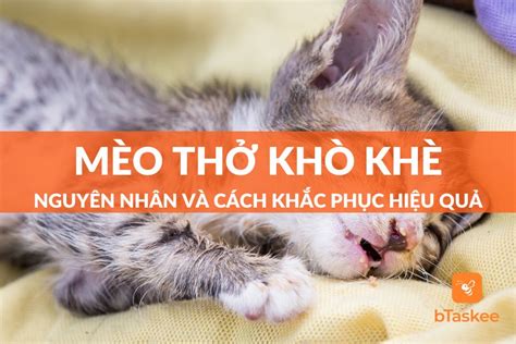 mèo thở khò khè | Mo th kh kh nguyn nhn cch