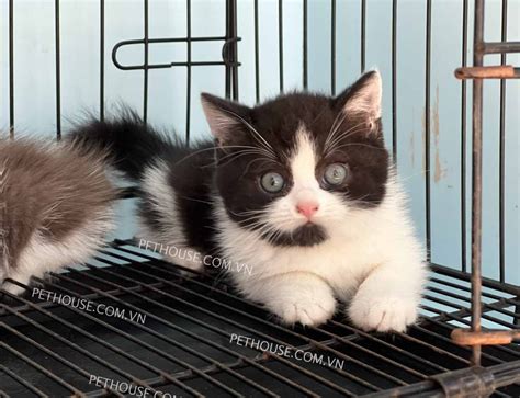 mèo tuxedo | 5 s tht th v v mo