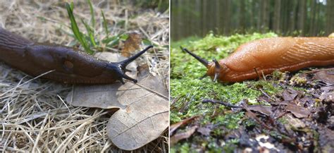 mördarsnigel vs skogssnigel