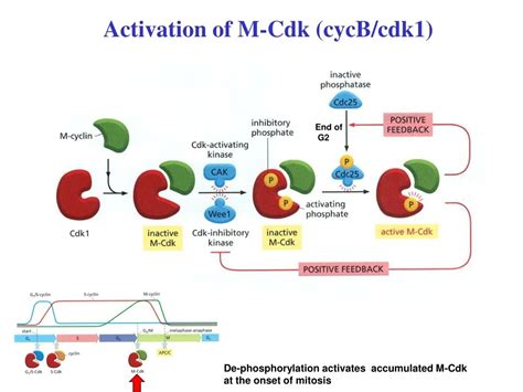 M Cdk Activation
