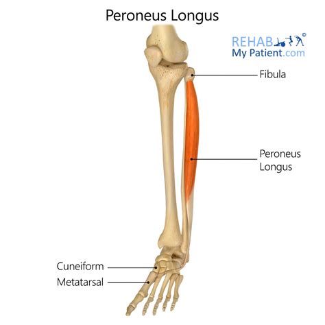 M Peroneus Longus