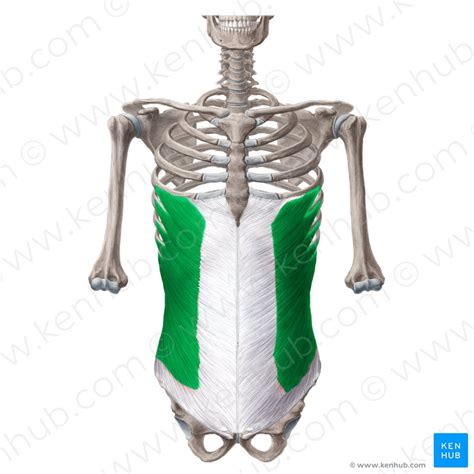 M Transversus Abdominis