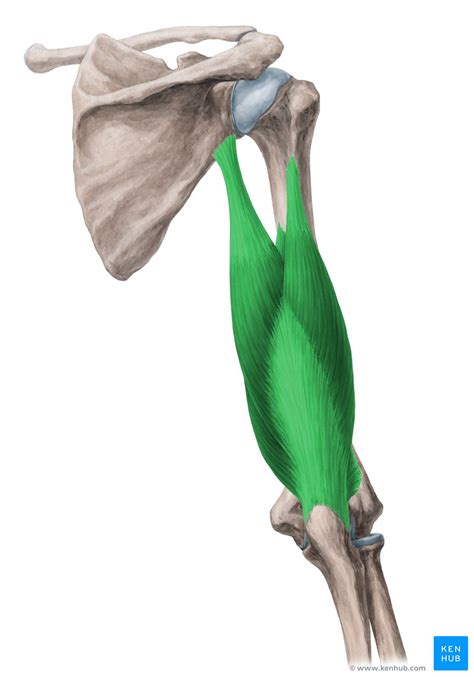 M Triceps Brachii