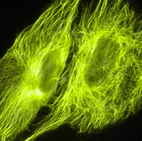 mNeonGreen Fluorescent Protein - Allele Biotech