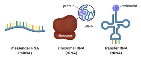 mRNA, tRNA and rRNA Structure and Function What are different types