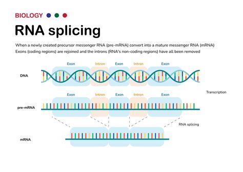 mRNA transcriptie