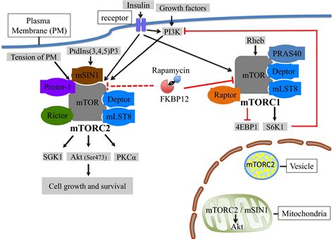 mTORC2 - Wikipedia