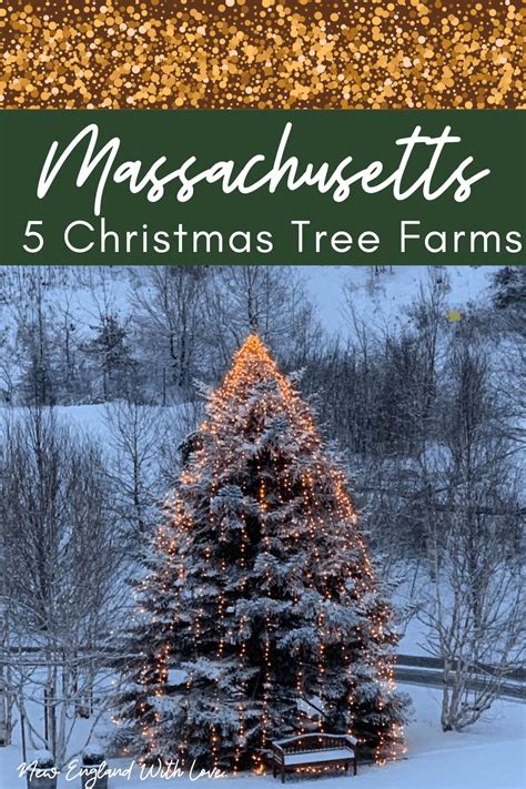 Ma Christmas Tree Farms